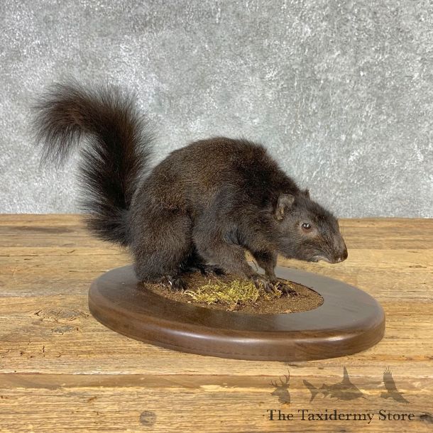Black Squirrel Life-Size Mount For Sale #21314 @ The Taxidermy Store