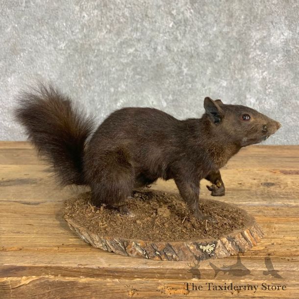 Black Squirrel Life-Size Mount For Sale #22840 @ The Taxidermy Store