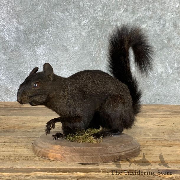 Black Squirrel Life-Size Mount For Sale #22926 @ The Taxidermy Store