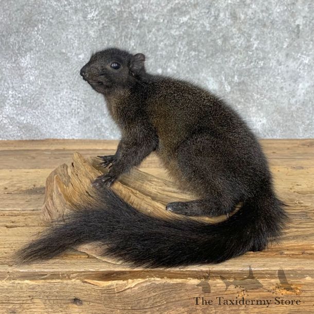 Black Squirrel Life-Size Mount For Sale #22942 @ The Taxidermy Store
