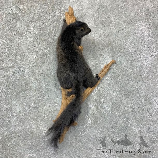 Black Squirrel Life-Size Mount For Sale #22955 @ The Taxidermy Store