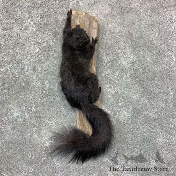 Grey Squirrel Life-Size Mount For Sale #22956 @ The Taxidermy Store
