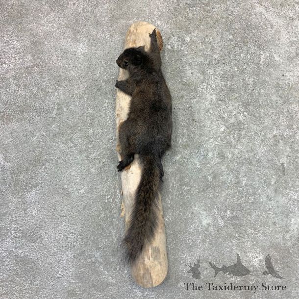 Black Squirrel Life-Size Mount For Sale #22989 @ The Taxidermy Store