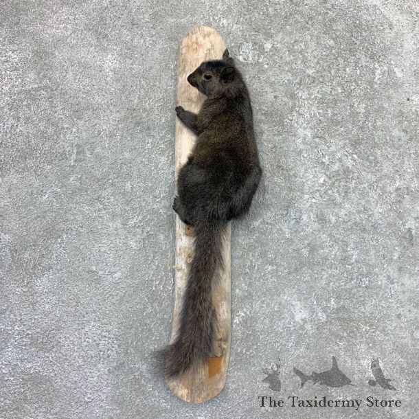 Black Squirrel Life-Size Mount For Sale #22990 @ The Taxidermy Store