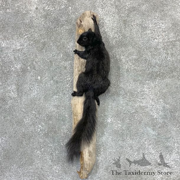 Black Squirrel Life-Size Mount For Sale #23022 @ The Taxidermy Store