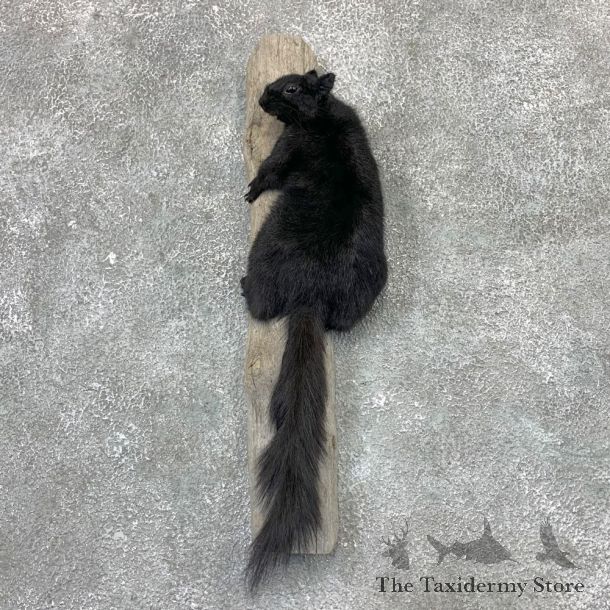 Black Squirrel Life-Size Mount For Sale #23025 @ The Taxidermy Store