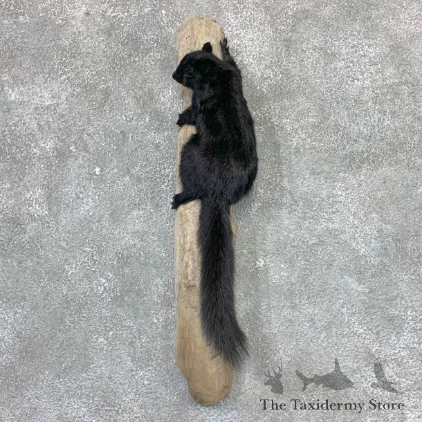 Black Squirrel Life-Size Mount For Sale #23026 @ The Taxidermy Store