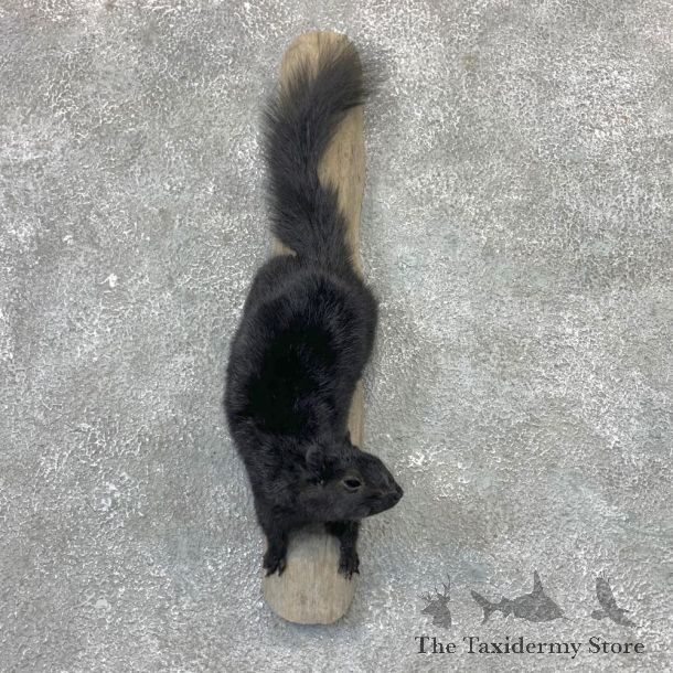 Black Squirrel Life-Size Mount For Sale #23027 @ The Taxidermy Store