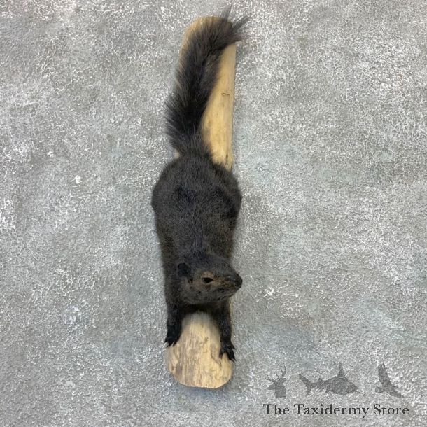 Black Squirrel Life-Size Mount For Sale #23028 @ The Taxidermy Store