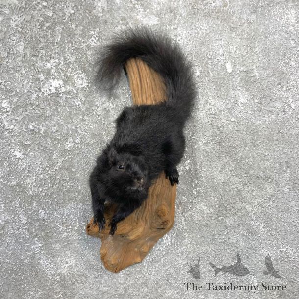 Black Squirrel Life-Size Mount For Sale #25070 @ The Taxidermy Store