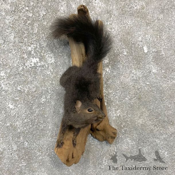 Black Squirrel Life-Size Mount For Sale #25071 @ The Taxidermy Store