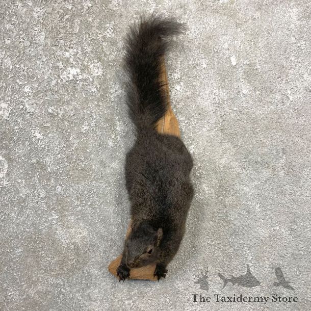 Black Squirrel Life-Size Mount For Sale #25072 @ The Taxidermy Store