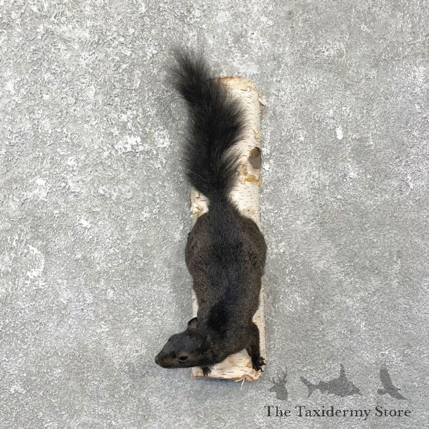 Black Squirrel Life-Size Mount For Sale #25073 @ The Taxidermy Store