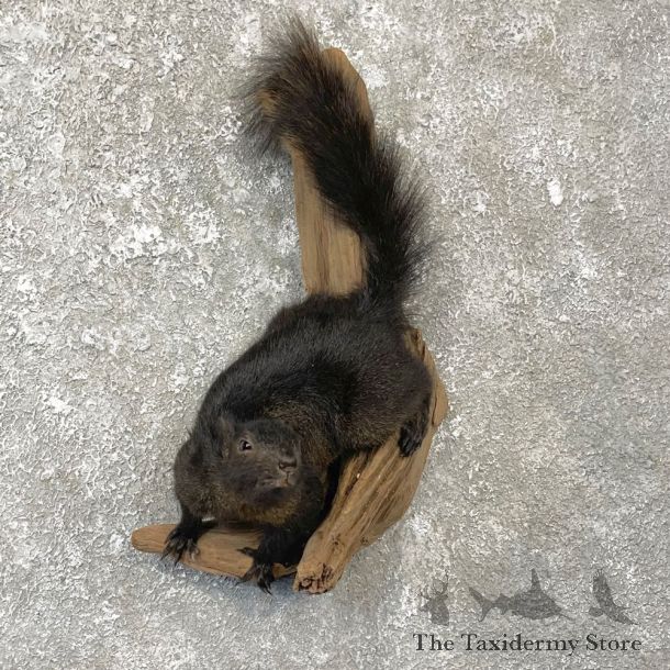 Black Squirrel Life-Size Mount For Sale #25074 @ The Taxidermy Store