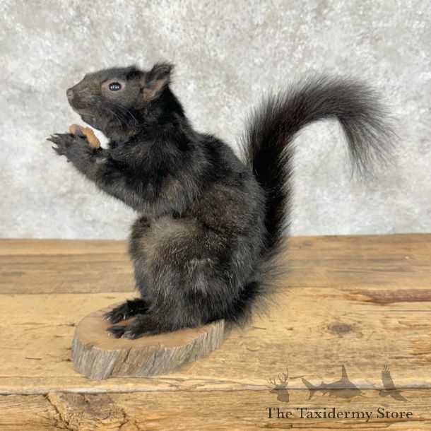 Black Squirrel Life-Size Mount For Sale #29269 @ The Taxidermy Store