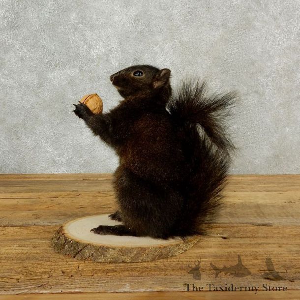 Black Squirrel Mount For Sale #17105 @ The Taxidermy Store