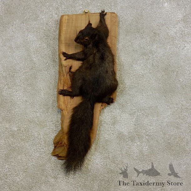Black Squirrel Life-Size Mount For Sale #17233 @ The Taxidermy Store