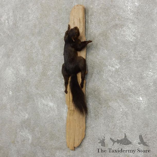 Black Squirrel Life-Size Mount For Sale #17412 @ The Taxidermy Store
