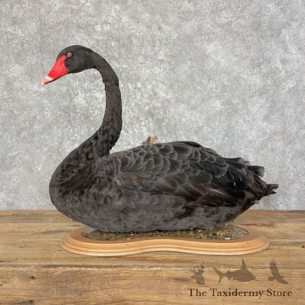 Black Swan Bird Mount For Sale #27592 @ The Taxidermy Store