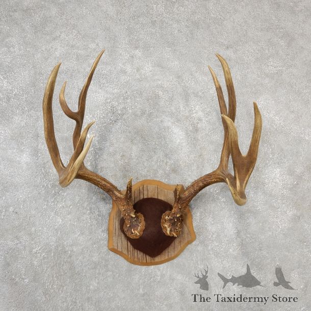 Black Tail Deer Taxidermy Antler Plaque #19109 For Sale @ The Taxidermy Store