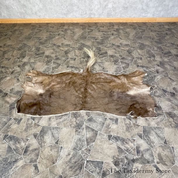 Black Wildebeest Back Hide For Sale #25363 @ The Taxidermy Store