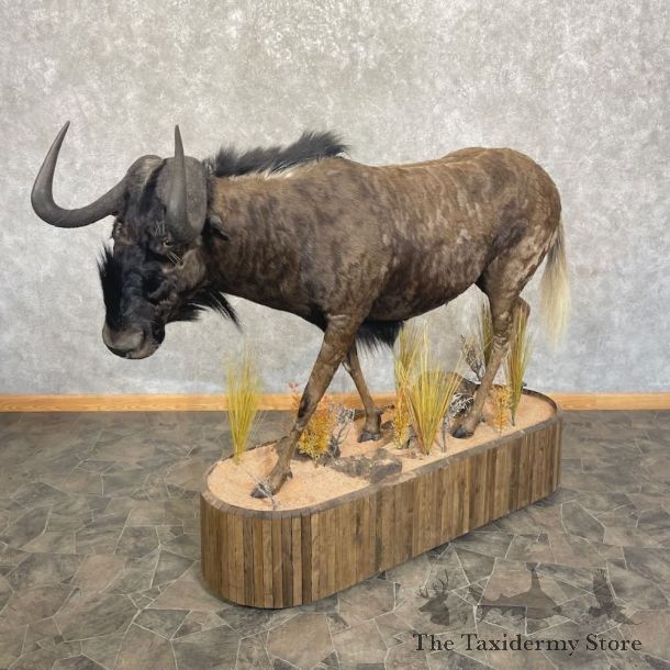 Black Wildebeest Life-Size Mount For Sale #27668 @ The Taxidermy Store