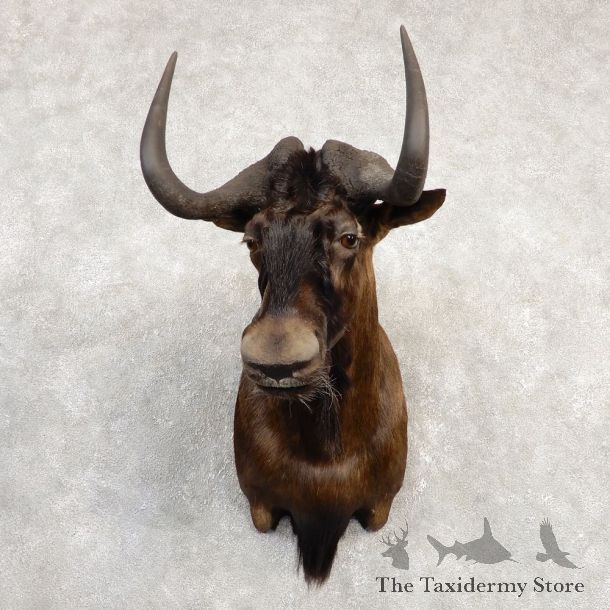 Black Wildebeest Shoulder Mount For Sale #20300 @ The Taxidermy Store