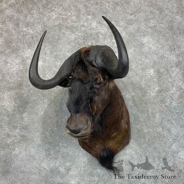 Black Wildebeest Shoulder Mount For Sale #23448 @ The Taxidermy Store
