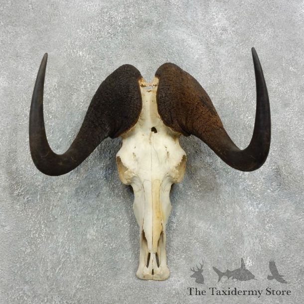Black Wildebeest Skull European Mount For Sale #18337 @ The Taxidermy Store