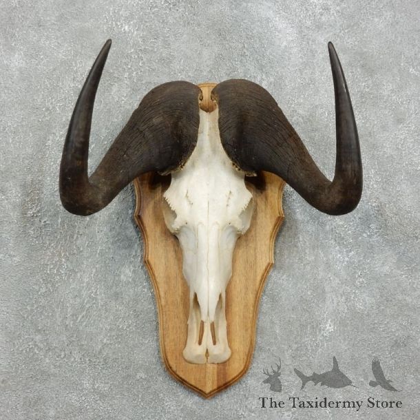 Black Wildebeest Skull European Mount For Sale #18338 @ The Taxidermy Store