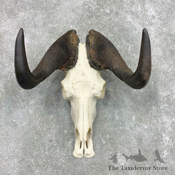 Black Wildebeest Skull European Mount For Sale #22297 @ The Taxidermy Store