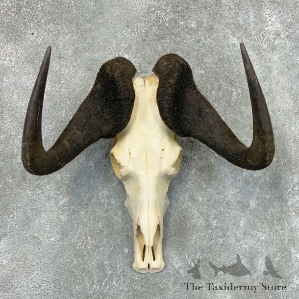 Black Wildebeest Skull European Mount For Sale #22660 @ The Taxidermy Store