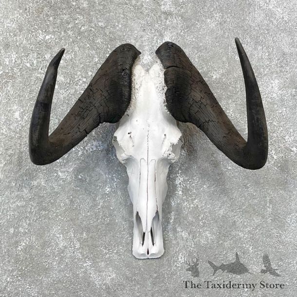 Black Wildebeest Skull European Mount For Sale #24817 @ The Taxidermy Store