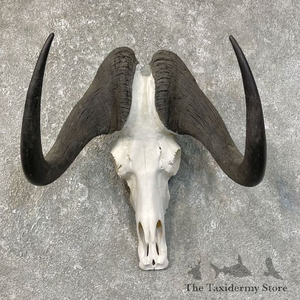Black Wildebeest Skull European Mount For Sale #25214 @ The Taxidermy Store