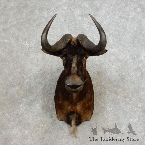 Black Wildebeest Shoulder Mount For Sale #17264 @ The Taxidermy Store
