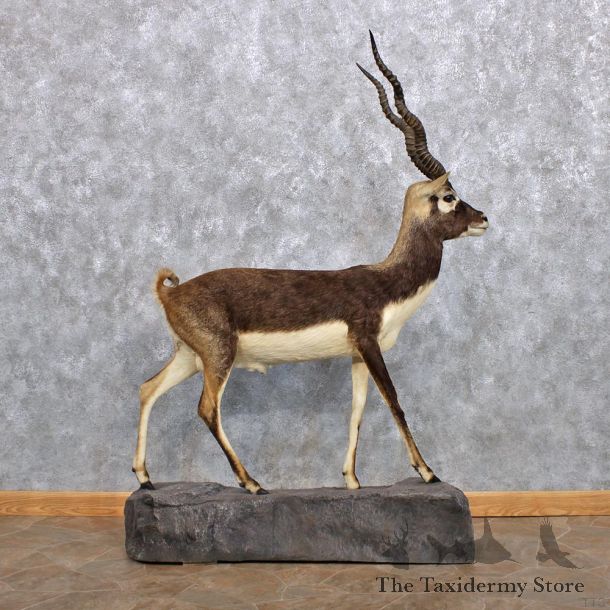 India Blackbuck Life Size Taxidermy Mount #10135 For Sale @ The Taxidermy Store