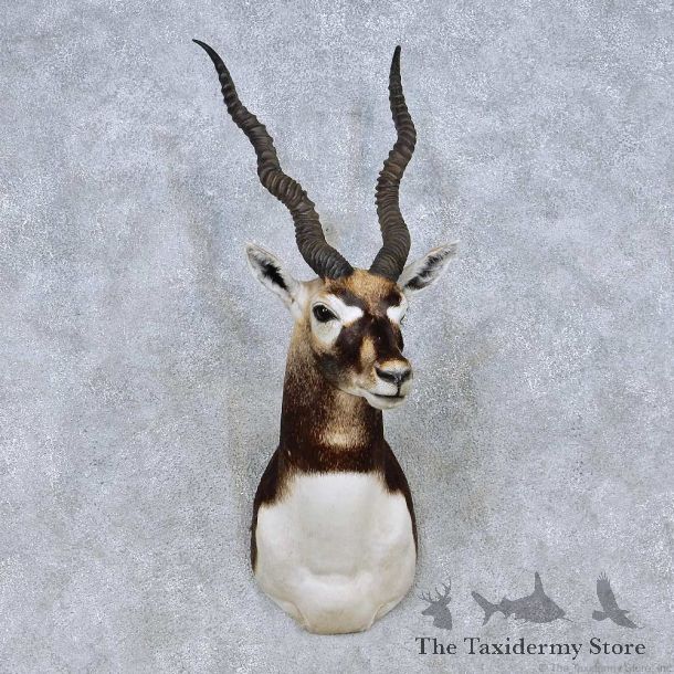 Blackbuck Shoulder Taxidermy Mount #13970 For Sale @ The Taxidermy Store
