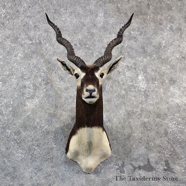 India Blackbuck Shoulder Mount #11539 - For Sale - The Taxidermy Store