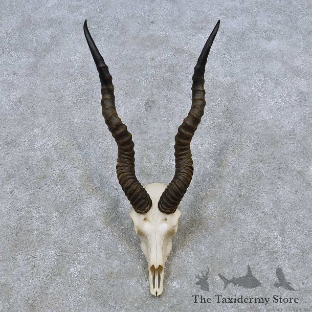 Blackbuck Skull & Horn European Mount For Sale #14540 @ The Taxidermy Store