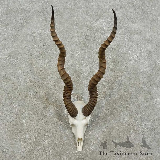 Blackbuck Skull & Horn European Mount For Sale #15843 @ The Taxidermy Store