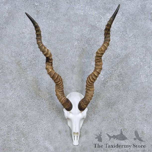 India Blackbuck Skull Horn Taxidermy Mount For Sale #13988 @ The Taxidermy Store