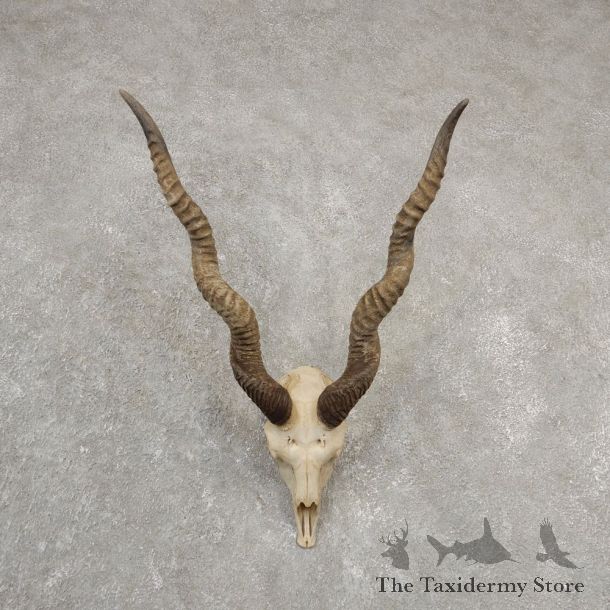 Blackbuck Skull & Horn European Mount For Sale #20552 @ The Taxidermy Store