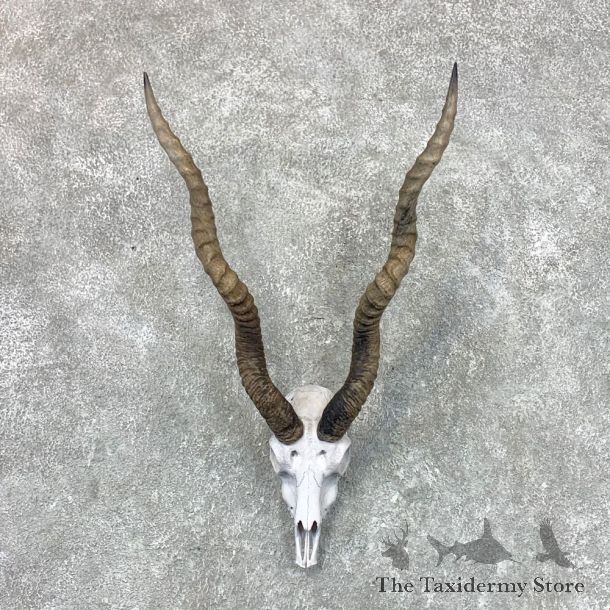 Blackbuck Skull & Horn European Mount For Sale #22664 @ The Taxidermy Store