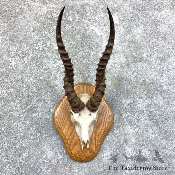 Blackbuck Skull & Horn European Mount For Sale #23574 @ The Taxidermy Store