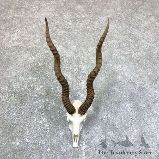 Blackbuck Skull & Horn European Mount For Sale #23750 @ The Taxidermy Store