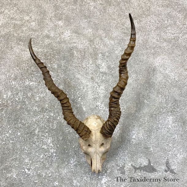Blackbuck Skull & Horn European Mount For Sale #23751 @ The Taxidermy Store