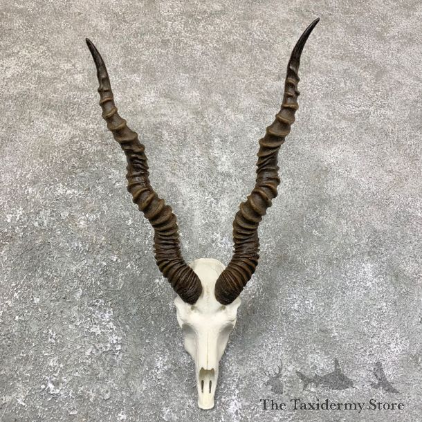 Blackbuck Skull & Horn European Mount For Sale #23752 @ The Taxidermy Store