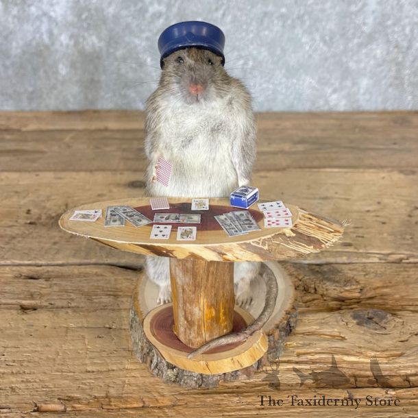 Blackjack Poker Rat Novelty Mount For Sale #26546 @ The Taxidermy Store