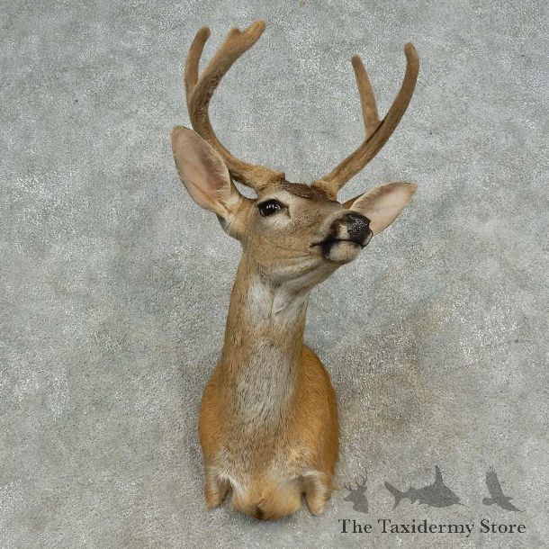 Sitka Deer Shoulder Mount For Sale #16646 @ The Taxidermy Store