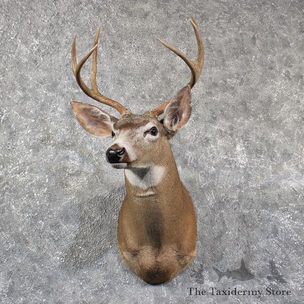 Blacktail Deer Shoulder Mount #11576 - For Sale @ The Taxidermy Store